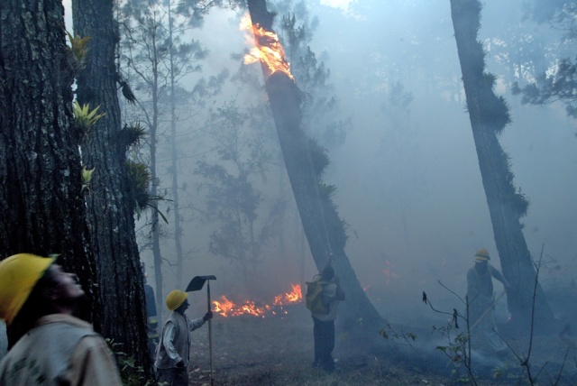 Incendios forestales siguen avanzando en Croacia y Montenegro