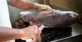 Cmaras pesqueras advierten sobre grave crisis en el sector 