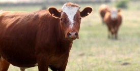 Se lanz el 'Programa Procra' que brinda apoyo a 1000 productores del Uruguay