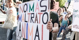 Desde las protectoras animalistas repudian los dichos del intendente de Cerro Largo sobre las jauras de perros