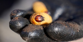 Desde la UTEC trabajan para ayudar al combate del picudo rojo 