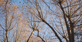 El Oto�o ser� corto y con calor hasta mayo