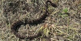 La mujer hospitalizada por la mordedura de una serpiente venenosa se encuentra en buen estado de salud