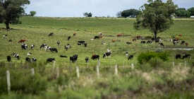 Normey: Optimista en que Uruguay pueda lograr una cuota considerable en reparto de la  exportaci�n de carne a UE