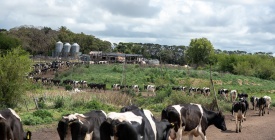 La C�mara de la Industria L�ctea responsabiliz� al sindicato por la demora en lograr un acuerdo en la negociaci�n colectiva