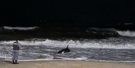 Temporal causa destrozos en Maldonado; adem�s una orca varada