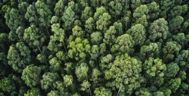 Bruselas plantea excluir el cuero e incluir productos como el caf� soluble en la ley contra la deforestaci�n