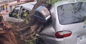 M�s de 350 llamados de emergencia y un centenar de �rboles ca�dos fue el saldo primario del temporal que afectara la ciudad de Rivera