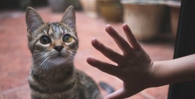 Este s�bado se realizar� una jornada de adopci�n de gatos en el Espacio Colabora