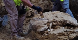 Hallan restos de una tortuga de m�s de 15 millones de a�os