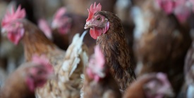 Tras confirmarse caso de influenza aviar en aves de traspatio en Colonia declaran emergencia sanitaria 