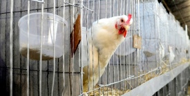 La inspección de Trabajo estará pendiente de la aplicación de las medidas preventivas por gripe aviar para quienes trabajan expuestos a aves silvestres y domésticas