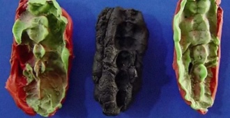 Chicles de hace 10.000 años revelan la dieta de la Edad de Piedra