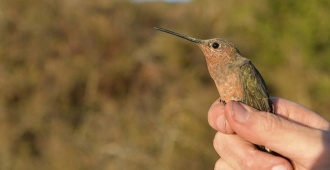 Descubren la especie de colibr� m�s grande del mundo