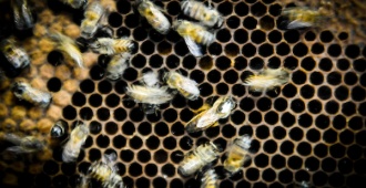 Por abejas y problemas edilicios trasladan servicios de policlnica Don Bosco