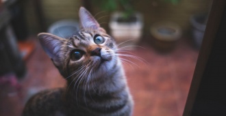 Buscan modificar el cdigo penal para endurecer las sanciones para quienes sean responsables de maltrato animal