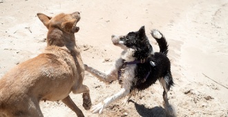 Plataforma animalista denuncia aumento de violencia hac�a los animales, luego que un hombre apu�alara a un perro