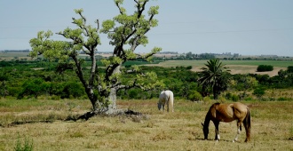 Da Silva defini� como �una tomadura de pelo� las caracter�sticas de la emergencia agropecuaria decretada por el Ministerio de Ganader�a