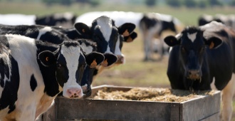 Los colonos lecheros del norte del pa�s tendr�n una rebaja del 12% en la renta de sus campos