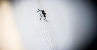 �La mayor�a de los casos de dengue son asintom�ticos, pero transmiten la enfermedad�, indic� la directora de Zoonosis