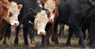 Los productores agropecuarios podr�n acceder a un cr�dito de hasta 30 mil d�lares desde este mi�rcoles