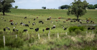Normey: Optimista en que Uruguay pueda lograr una cuota considerable en reparto de la  exportaci�n de carne a UE