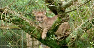 Esteban Vieta confirm� que la b�squeda del puma que estar�a suelto en Canelones fue detenida