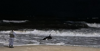 Temporal causa destrozos en Maldonado; adem�s una orca varada