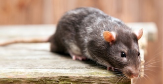 Confirmaron tres nuevos casos de hantavirus en los pasajeros que viajaban en el crucero afectado