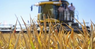 Uruguay complet� el 63% del total de la cuota de arroz