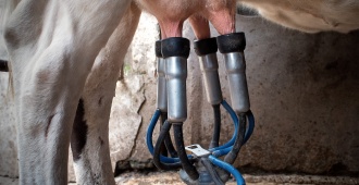 Valeria Csukasi celebr� que Brasil archivara la denuncia por dumping contra el sector lechero uruguayo