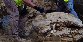 Hallan restos de una tortuga de m�s de 15 millones de a�os