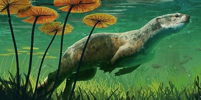 Cerebros fósiles indican alimentación subacuática en las primeras focas