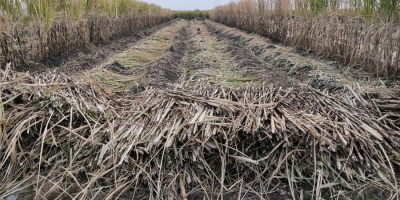 Obreros de ca�a de az�car retoman trabajos