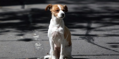 Plataforma Animalista: "Tuvo buena respuesta la convocatoria a manifestarse ante el INBA"