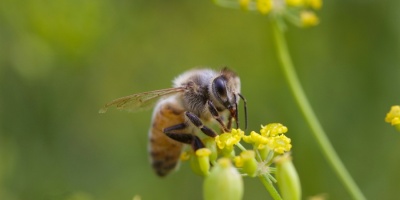 La contaminaci�n impide que los polinizadores encuentren flores