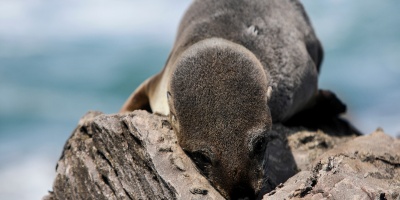 El MGAP confirma el primer caso de gripe aviar en un lobo marino que apareci� muerto en la playa del Cerro