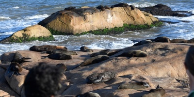 Gripe Aviar: DINARA pide evitar contacto directo con lobos marinos