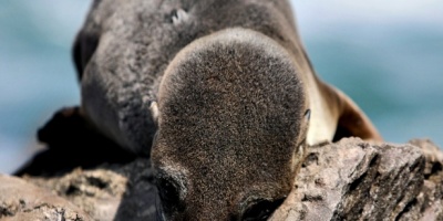 Crecen los casos de gripe aviar en lobos marinos 