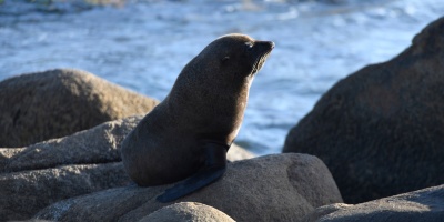 Confirman siete casos de gripe aviar en lobos marinos de costas de Uruguay
