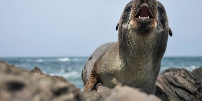 Una delegaci�n de la DINARA, cruzar� hacia la Isla de Lobos