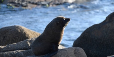 La Direcci�n Nacional de Recursos Acu�ticos extendi� los controles hacia Cabo Polonio 