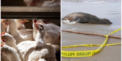 Gripe aviar se habr�a propagado en la regi�n por contagio de aves silvestres migrantes