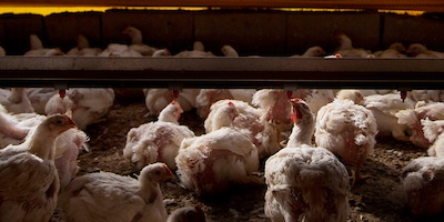 Importadores y Vendedores de Carne responden a CUPRA