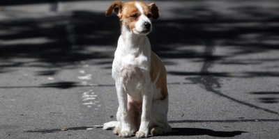 Buscar�n replicar a trav�s del Sistema Nacional de Albergues la experiencia de Florida para retirar animales de la v�a p�blica