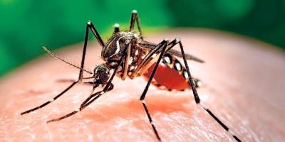 Aumentan prevenci�n por dengue en el litoral tras caso en Concordia