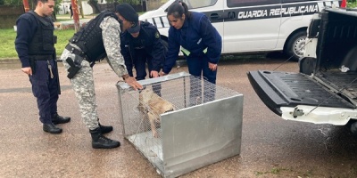 INBA rescat� dos perros a trav�s de orden de allanamiento de Juez Penal por caso de maltrato
