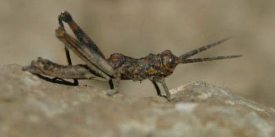 Un quinto de especies amenazadas en Europa est� en riesgo de extinci�n