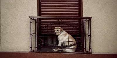 En Uruguay hay, entre perros y gatos, tres millones de animales