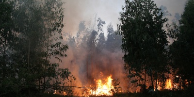 Caram�s: "El 95% de los incendios en Uruguay son producto de la acci�n humana" 